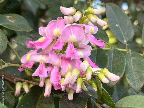 Bright colored flower fully open to be pollinated