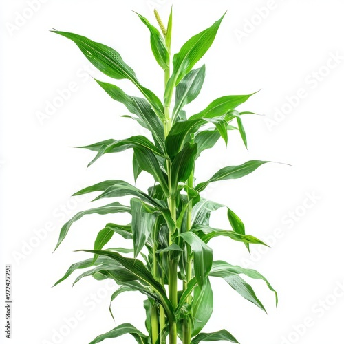 Close up of fresh green corn tree on an isolated white background 