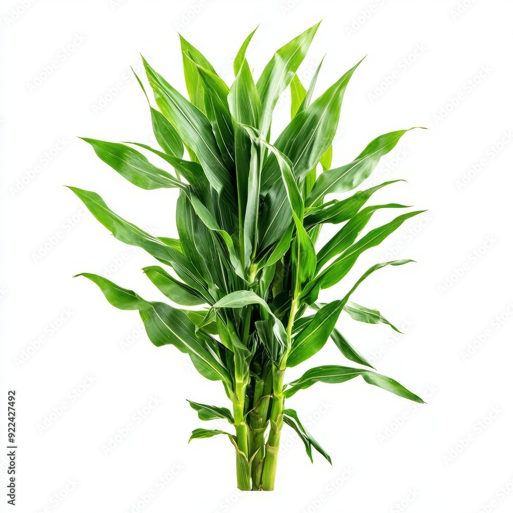Fototapeta premium Close up of fresh green corn tree on an isolated white background