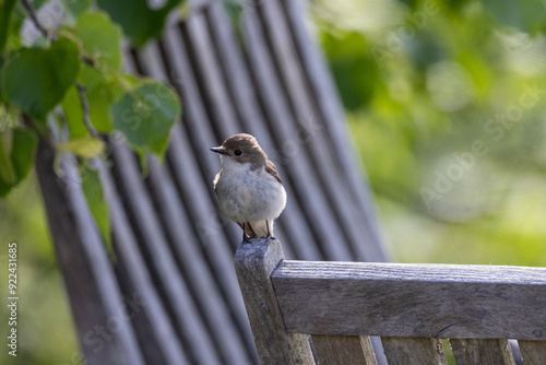 European pied flycatcher on garden chair