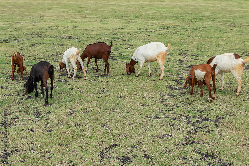 Goats grazing on a green field in the natural. Goats grazing on a green field in the natural.