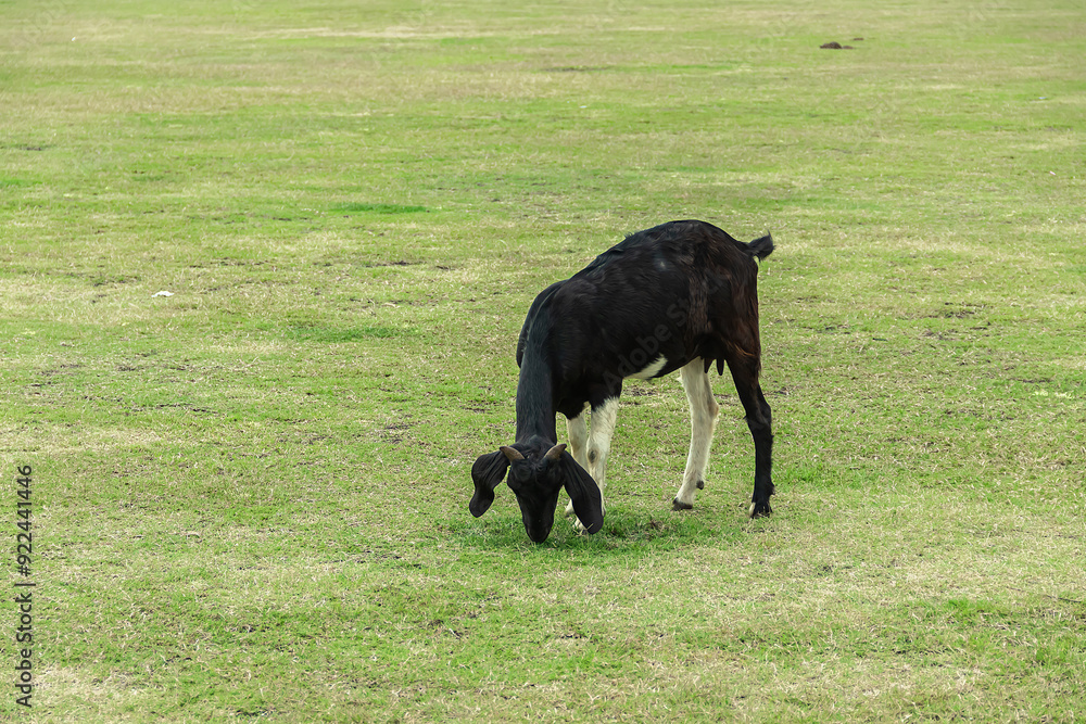 Black Goat grazing on a green meadow in the natural. Black Goat grazing on a green meadow in the natural.