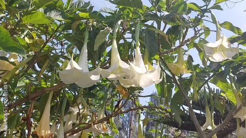 The amethyst plant or datura metel is a plant whose flowers are white trumpet-shaped and whose fruit, if consumed, will cause hallucinations.
 photo