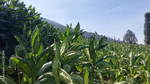 atmosphere of a tobacco plantation on the slopes of Mount Sumbing and Sindoro with beautiful natural views in Temanggung Regency, Central Java, Indonesia
 photo