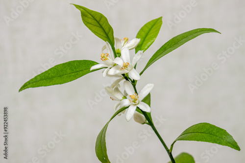 Blooming of a domestic citrus plant, close-up. Clusters of delicate white flowers on a twig with lettuce leaves. Satsuma Hashimoto, Citrus unshiu. Indoor citrus tree growing