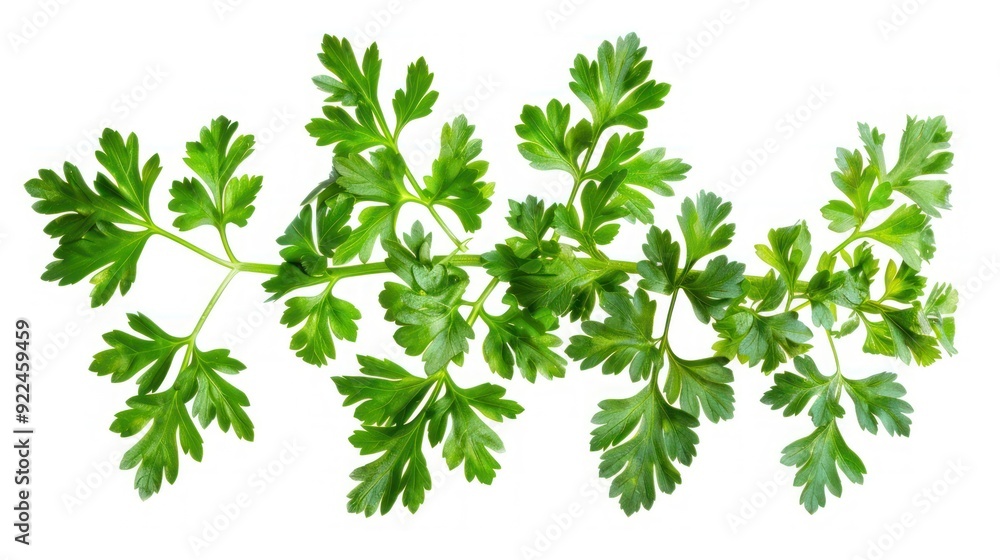 Fresh Parsley Sprig Isolated on White Fresh Parsley Sprig Isolated on White