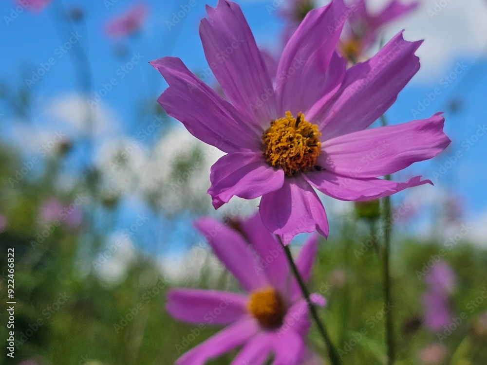 Fototapeta premium pink flowers