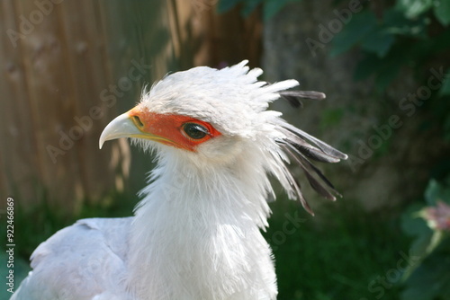 Photo animal, oiseau Secrétaire