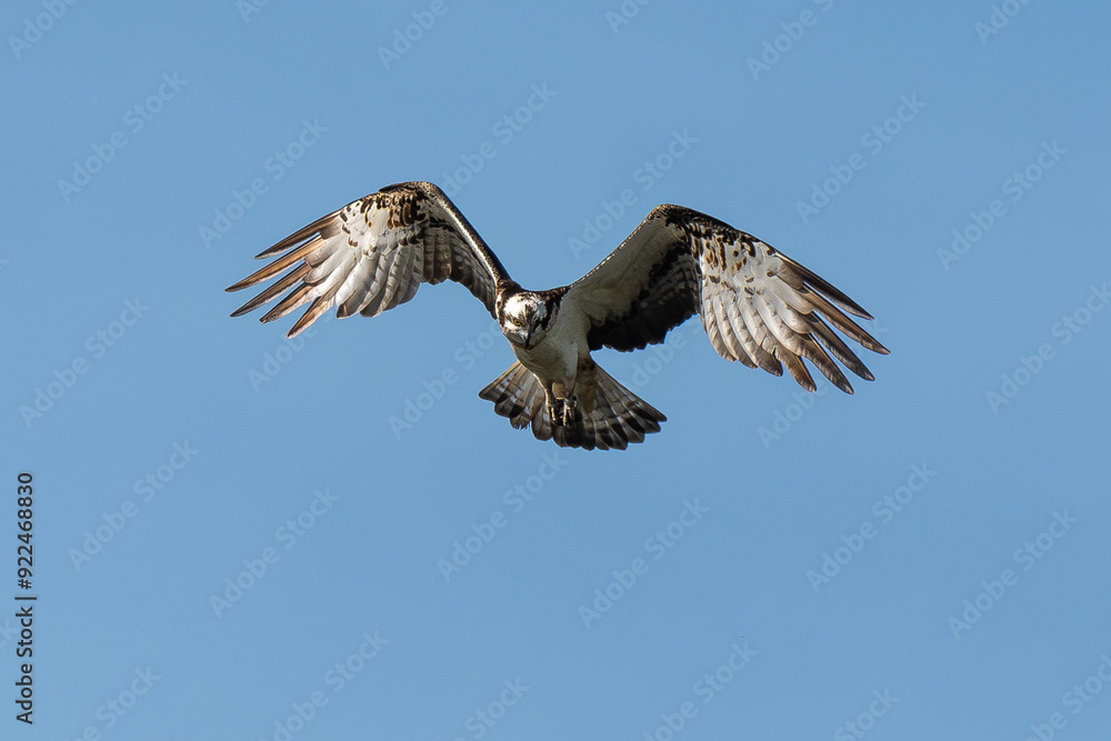 Balbuzard pêcheur, Pandion haliaetus, Western Osprey Balbuzard pêcheur, Pandion haliaetus, Western Osprey