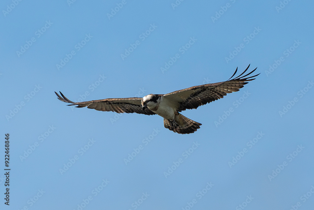 Balbuzard pêcheur, Pandion haliaetus, Western Osprey Balbuzard pêcheur, Pandion haliaetus, Western Osprey