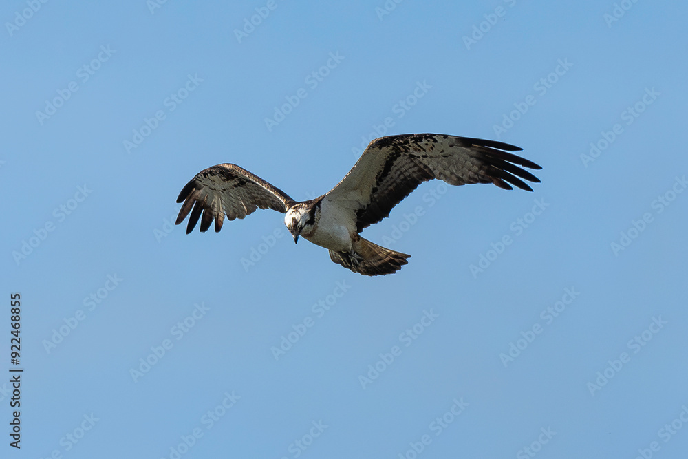 Balbuzard pêcheur, Pandion haliaetus, Western Osprey Balbuzard pêcheur, Pandion haliaetus, Western Osprey