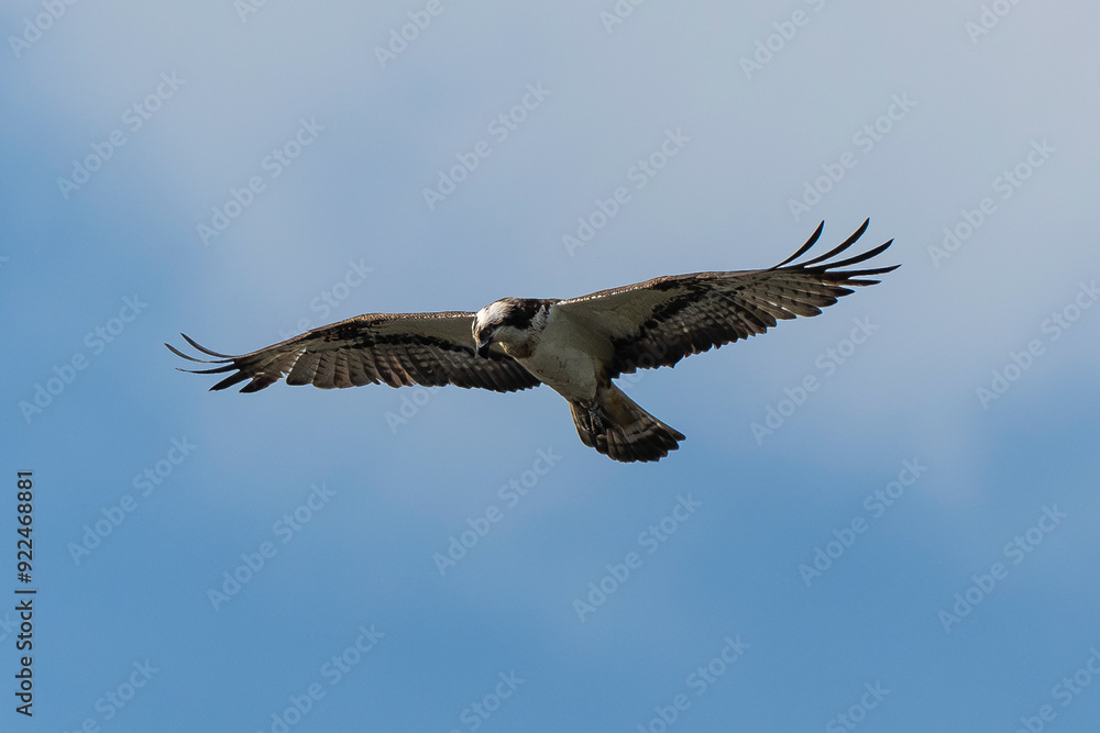 Balbuzard pêcheur, Pandion haliaetus, Western Osprey Balbuzard pêcheur, Pandion haliaetus, Western Osprey