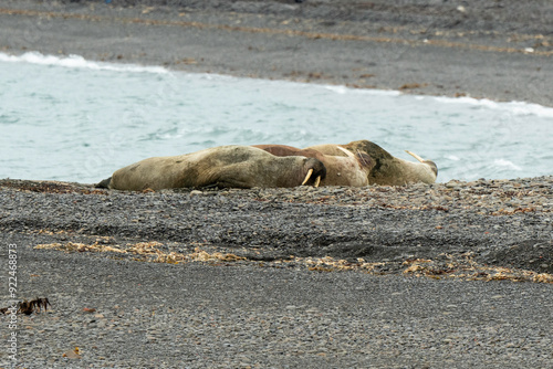 Morse, Odobenus rosmarus, Spitzberg, Svalbard, Norvège