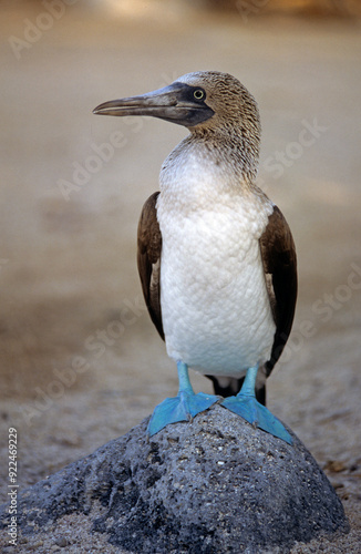 Fou à pieds bleus,.Sula nebouxii, Blue footed Booby, Archipel des Galapagos photo