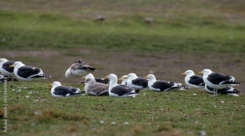 Goéland dominicain,.Larus dominicanus, Kelp Gull Goéland dominicain,.Larus dominicanus, Kelp Gull