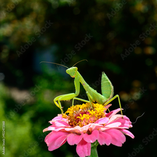 Hierodula transcaucasica - larva, young predatory insect catches its victims on a red flower photo