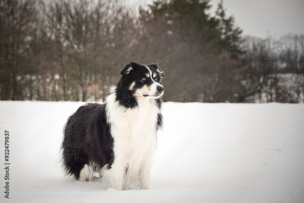 Border collie is standing in the snow. Winter fun in the snow. Border collie is standing in the snow. Winter fun in the snow.
