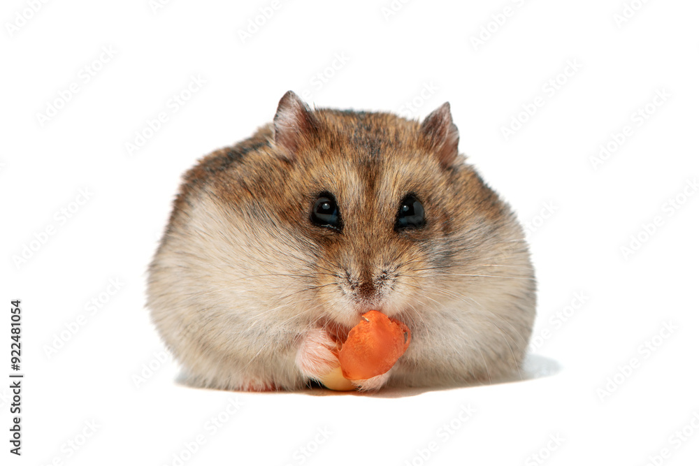 Obraz premium Cute hamster holding peanut in paws on white background, front view