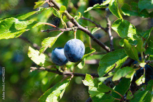 blue plums on a tree photo