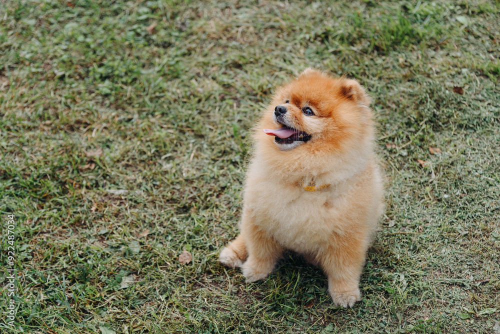 pomeranian spitz looks up at owner on walk in park, tongue out, copy space, dogwalking concept pomeranian spitz looks up at owner on walk in park, tongue out, copy space, dogwalking concept