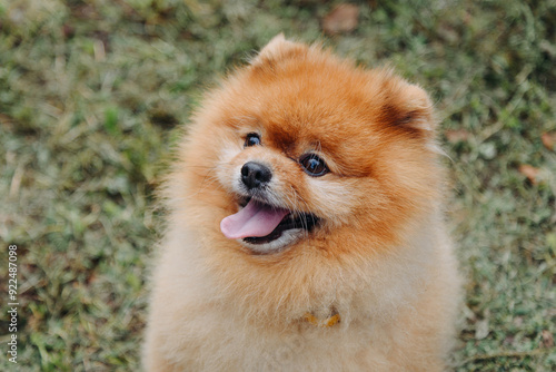 pomeranian spitz looks up at owner on walk in park, cropped image, tongue out, dogwalking concept