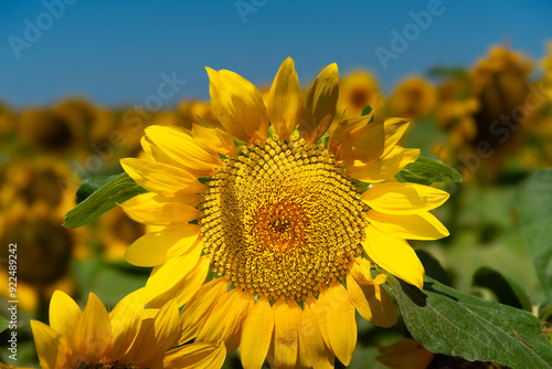 Girasole