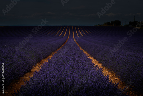 Campo Lavanda