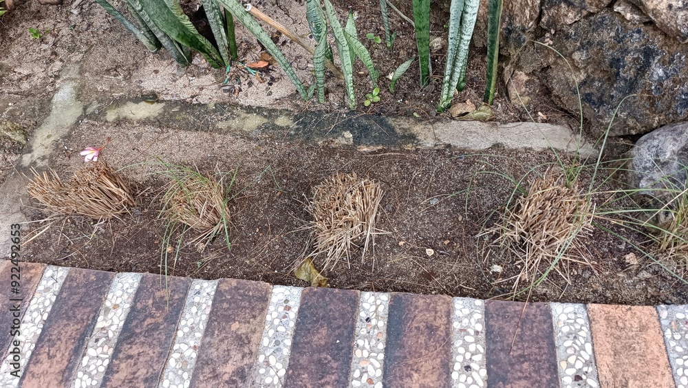 Obraz premium A brick walkway with a few plants growing out of the cracks