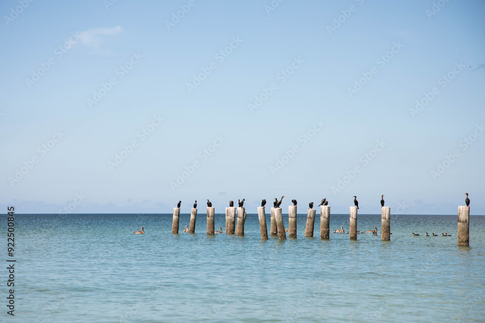 comorants sitting on the pier resting in the sun comorants sitting on the pier resting in the sun