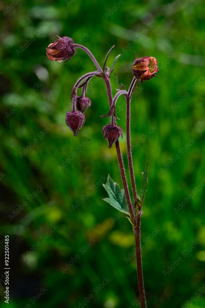 Bach-Nelkenwurz // Water avens (Geum rivale) - Prokletije, Montenegro Bach-Nelkenwurz // Water avens (Geum rivale) - Prokletije, Montenegro