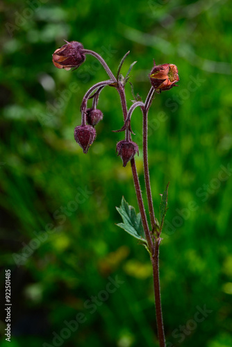 Bach-Nelkenwurz // Water avens (Geum rivale) - Prokletije, Montenegro photo