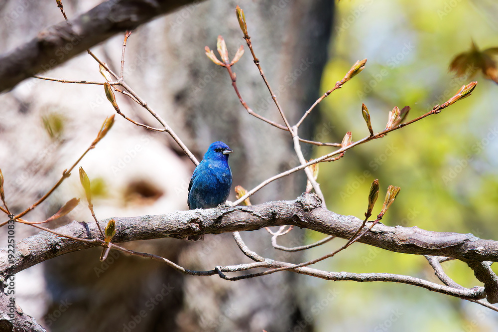 Fototapeta premium The indigo bunting (Passerina cyanea), male in spring