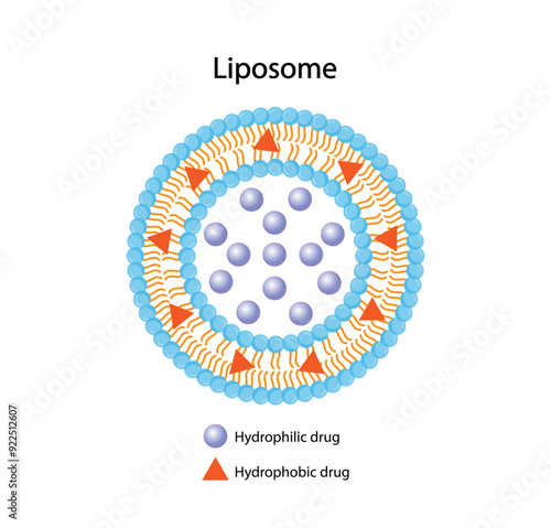 Liposome, with hydrophilic and hydrophobic loads. Phospholipids, Drug encapsulation. Vector illustration.	