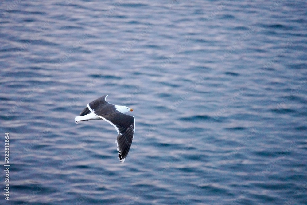 Great black-backed gull in flight on the ocean with a calm water background in Kristiansund, Norway Great black-backed gull in flight on the ocean with a calm water background in Kristiansund, Norway