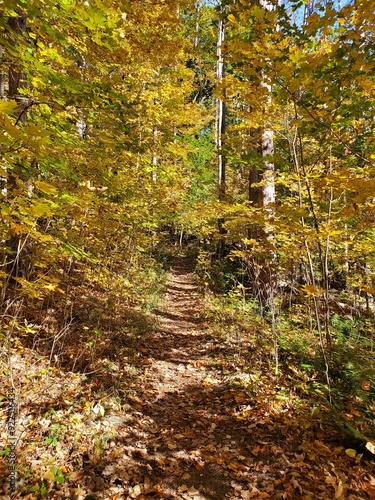 Autumn Hiking Path