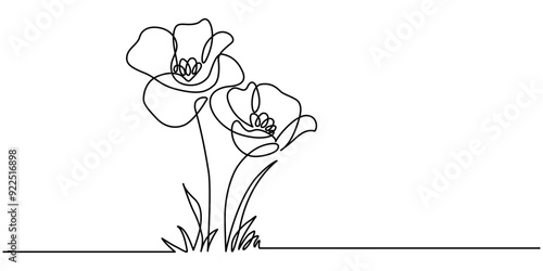 continuous single line drawing of wild flower, corn poppy line art vector illustration, Poppy flowers in continuous line art drawing, Poppy flowers line art