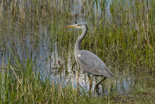 closeup of a grey heron in the marsh of Borgoyen nature reserve. Ghent, Flanders, Belgium 