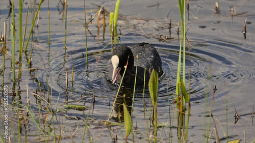 Eurasian coot in the lake, with water circles around in Bourgoyen nature reserve, Ghent, Flanders, Belgium - Fulica atra 