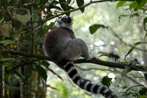 Ring tailed lemur on a tree branch