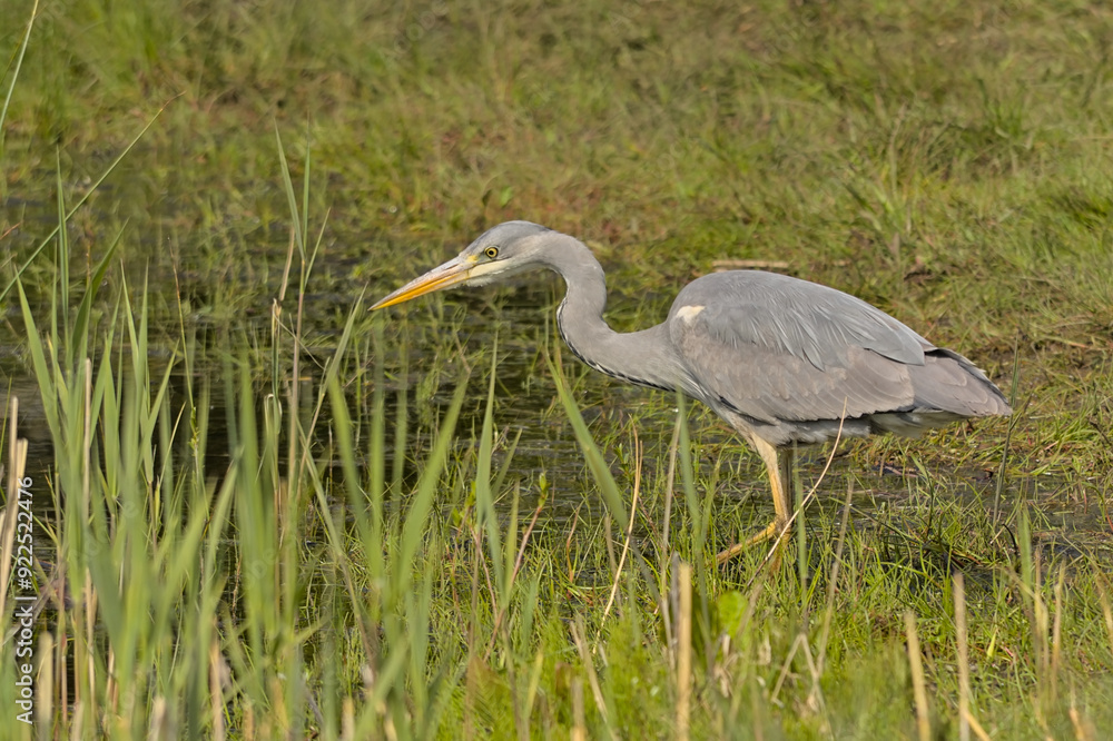 closeup of a grey heron in the marsh of Borgoyen nature reserve. Ghent, Flanders, Belgium closeup of a grey heron in the marsh of Borgoyen nature reserve. Ghent, Flanders, Belgium
