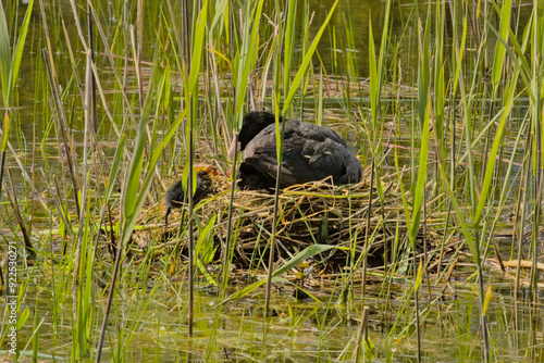 Eurasian coot with chicks in a nest hidden in the reed in a pool in Bourgoyen nature reserve, Ghent, Flanders, Belgium - Fulica atra 