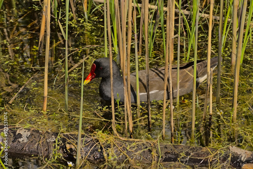 Moorhen hiding in the reed of the marsh in Bourgoyen nature reserve, Ghent, Flanders, Belgium - Gallinula  photo