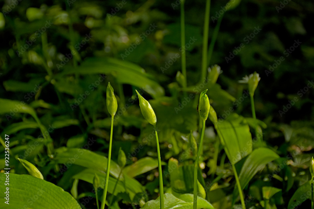 Sunny buds of wild garlic, selective bocus with dark bokeh background - Allium ursinum Sunny buds of wild garlic, selective bocus with dark bokeh background - Allium ursinum