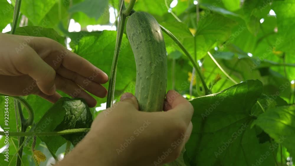 Hands checking quality fresh cucumber in lush green garden, Sustainable Agriculture and Organic Farming Hands checking quality fresh cucumber in lush green garden, Sustainable Agriculture and Organic Farming