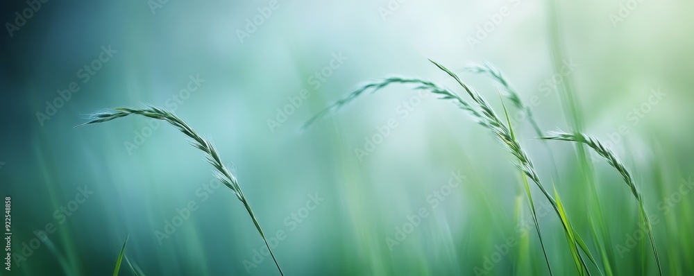 Green Blades in a Haze of Light, Blurred , Nature , Field , Background Green Blades in a Haze of Light, Blurred , Nature , Field , Background
