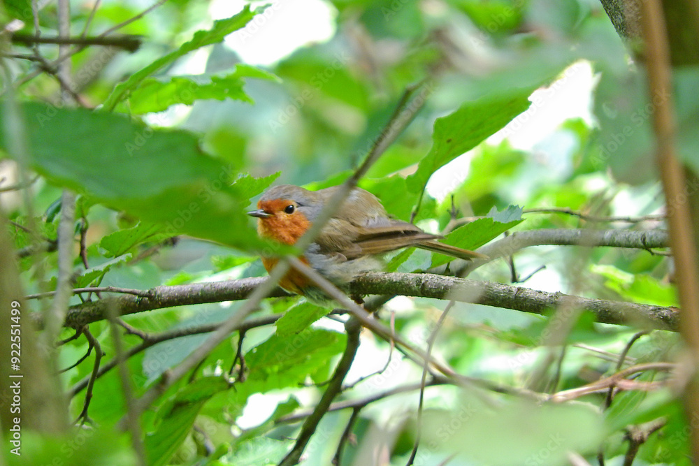 erithacus rubecula robin bird photo erithacus rubecula robin bird photo