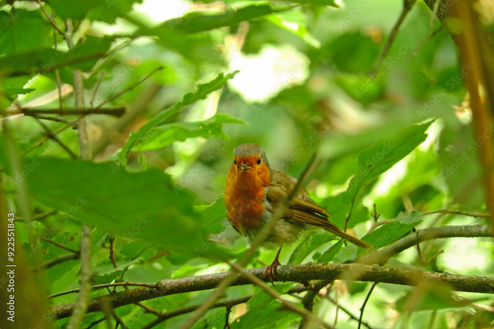 erithacus rubecula robin bird photo erithacus rubecula robin bird photo