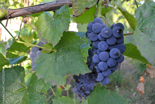 Blue grapes in sunlight, juices and wine, natural background.