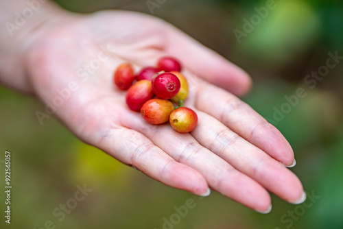 Coffea arabica, Arabica coffee, is a species of flowering plant in the coffee and madder family Rubiaceae. Green World Coffee Farm, North Shore, Oahu Hawaii photo