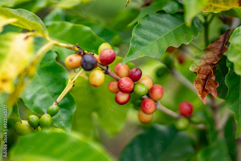 Coffea arabica, Arabica coffee, is a species of flowering plant in the coffee and madder family Rubiaceae. Green World Coffee Farm, North Shore, Oahu Hawaii Coffea arabica, Arabica coffee, is a species of flowering plant in the coffee and madder family Rubiaceae. Green World Coffee Farm, North Shore, Oahu Hawaii